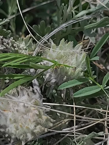 Rhopalomyia gossypina