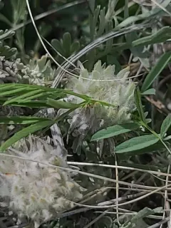 Rhopalomyia gossypina thumbnail 1