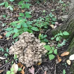 hen of the woods thumbnail 4