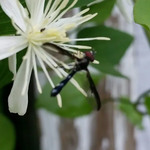 Cobalt Hover Fly