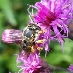 European Woolcarder Bee thumbnail 3