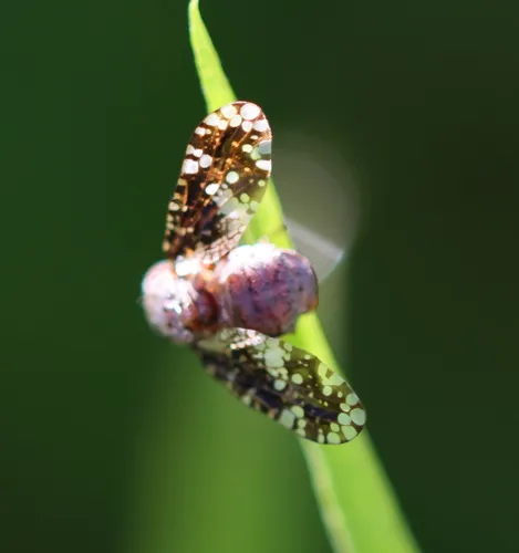 Eurosta cribrata