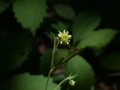 cream-colored avens thumbnail 2