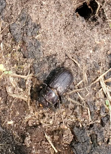Eastern American Stag Beetle