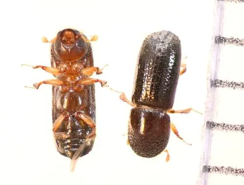 Xyleborus pfeilii