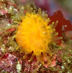 Orange Cup Coral thumbnail 4