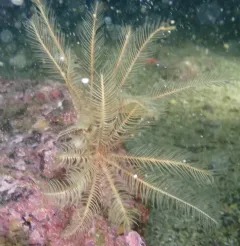 Common Feather Star thumbnail 4