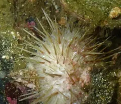 Pale urchin thumbnail 4