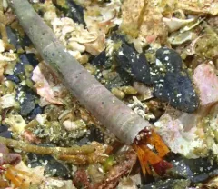 Toothshell Hermit thumbnail 4