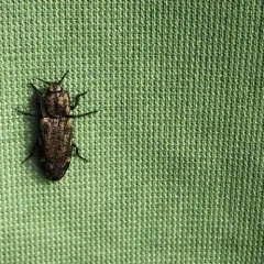 Short-horned Click Beetle thumbnail 2