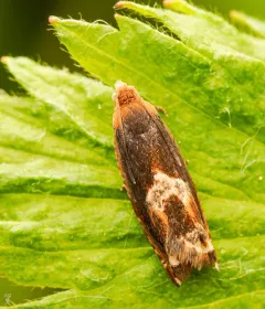 Red-headed Ancylis Moth thumbnail 4