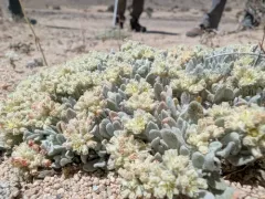 Shockley's Buckwheat thumbnail 2