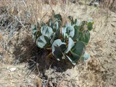 Humboldt Mountains milkweed thumbnail 3