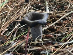 Horn-of-plenty thumbnail 4
