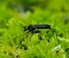 Eudioctria nitida thumbnail 2