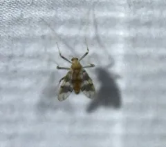 Apsectrotanypus johnsoni thumbnail 3