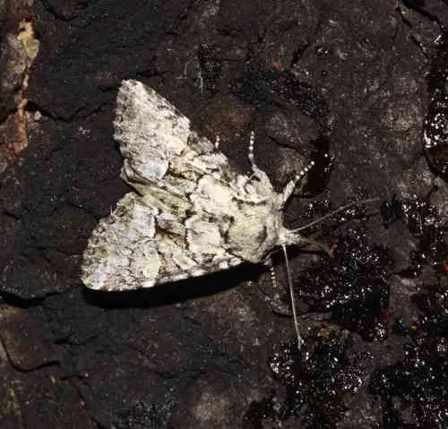 Eremobina leucoscelis