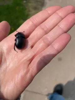 Common Dor Beetle thumbnail 3