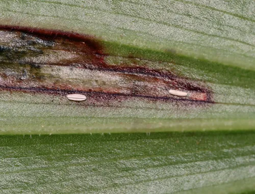 Synchysa tricincta