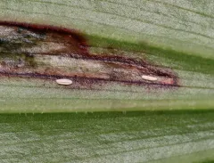 Synchysa tricincta thumbnail 1