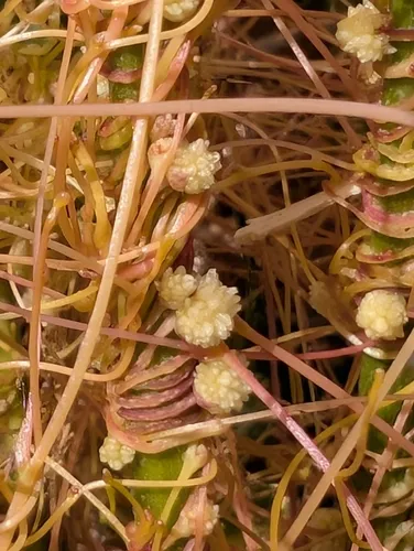 Alfalfa Dodder