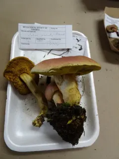 Boletus miniato-olivaceus thumbnail 3