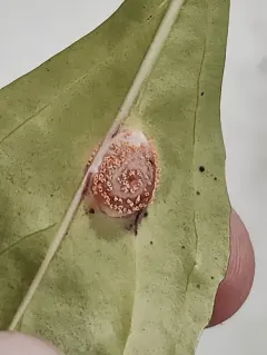 Puccinia andropogonis thumbnail 4