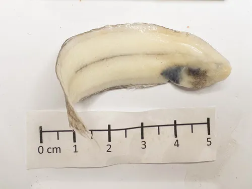 Symphurus nebulosus
