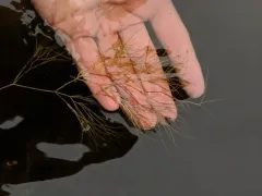 Algae-like Pondweed thumbnail 3