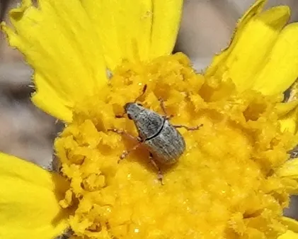 Indian Blanket Fungus Weevil