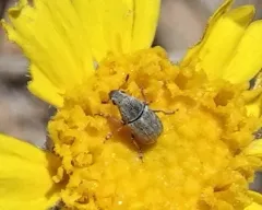 Indian Blanket Fungus Weevil thumbnail 1