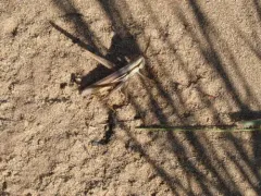 Two-striped Mermiria thumbnail 2