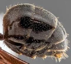 Bent-haired Mound Ant thumbnail 1