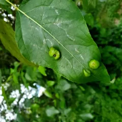 Taphrina populi-salicis thumbnail 4
