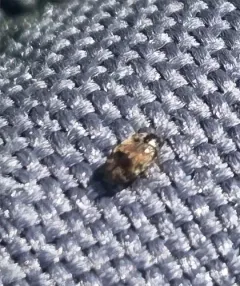 Tricolored Carpet Beetle thumbnail 3