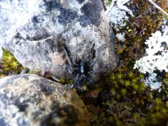 Alopecosa hirtipes thumbnail 4