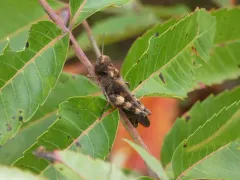 Clouded Grasshopper thumbnail 3