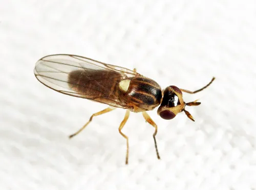 Parectecephala eucera