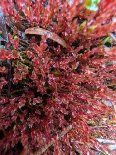Weigel's Bryum Moss thumbnail 3