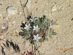 Lilac Sunbonnet thumbnail 2