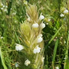 hairy owl's clover thumbnail 4