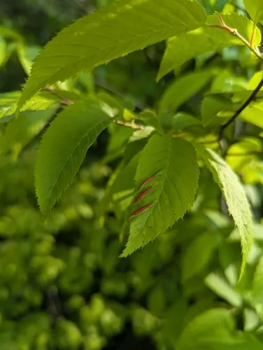 Hornbeam leaf gall midge