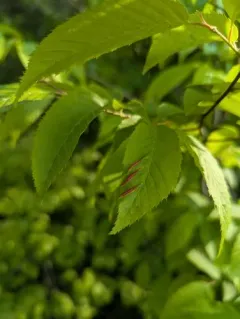 Hornbeam leaf gall midge thumbnail 1