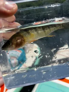 Saprolegnia parasitica thumbnail 2