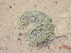 Shockley's Buckwheat thumbnail 3