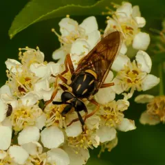 Long-horned Yellowjacket Fly thumbnail 2