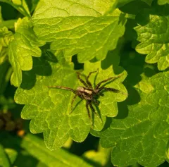 Brush-legged Split Wolf Spider thumbnail 4
