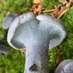 blue polypore thumbnail 2