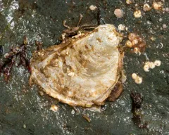 Olympia Oyster thumbnail 4