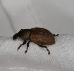 Ground Weevil thumbnail 4
